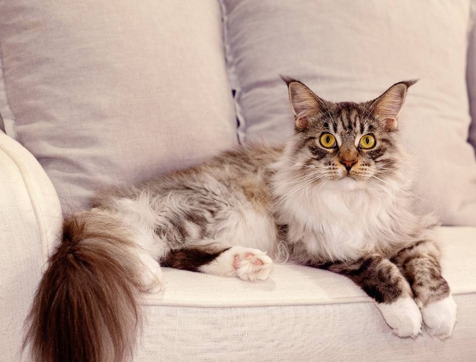 Limpeza de Sofás Ajuda na Saúde Respiratória em Casas com Gatos